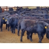 Image 3 : Saddle Ridge & S-S Ranch - 550# October Delivery Steer Calves - 110 Head (Strathmore, AB)