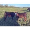 Image 6 : Stellar Farms - 670# October Delivery Steer Calves - 88 Head (Moosehorn, MB) VBP+