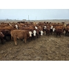 Image 7 : Ripple Rock Ranch - 740# March Delivery Steers - 245 Head (Fincastle, AB)