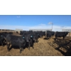 Image 4 : Little Big Ranch - 790# March Delivery Steers - 75 Head (Medicine Hat, AB)