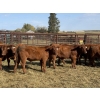 Image 6 : Grote Ranch - 520# Sept/Oct Delivery Steer Calves - 80 Head (Crestomere, AB)