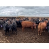 Image 2 : Kelsey Porter Inc. - 835# May Delivery Heifers - 250 Head (Burdett, AB)