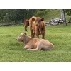 Image 5 : Eagle Creek Ranching Ltd. - 600# October Delivery Heifer Calves - 60 Head (Sundre, AB)