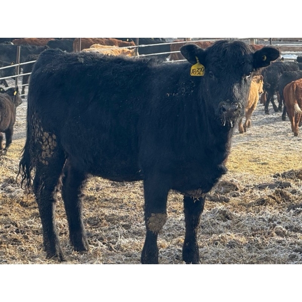 Luke & Jen Smith - 650# March Delivery Heifers - 92 Head (Rhein, SK)