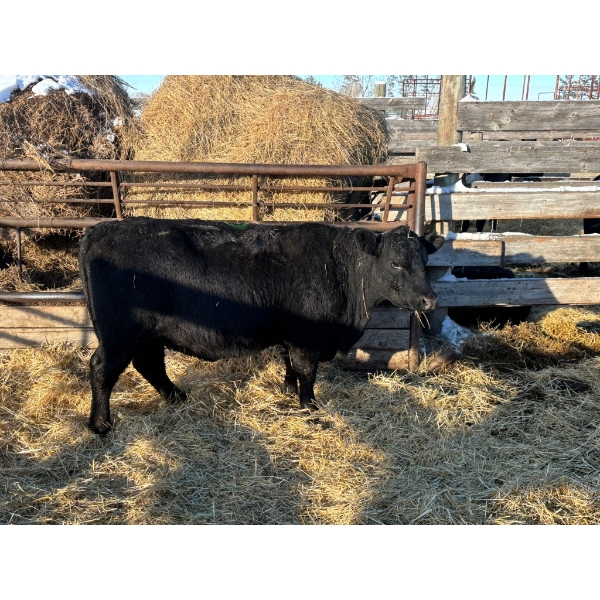 Crooked Creek Ranch - 17 Second Calvers (Pen 524)