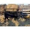 Image 1 : Crooked Creek Ranch - 17 Second Calvers (Pen 524)