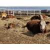Image 3 : Rolling N Ranches (Nolan & Amanda Osadczuk) - 8 Red Heifer Pairs (Pen F7)