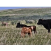 Image 9 : CK Cattle Co. (Scott & Laura Culligan) - 490# October Delivery Steer Calves - 120 Head (Eyre, SK)