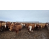 Image 6 : Cattlewood Farms Ltd. - 800# March Delivery Heifers - 215 Head (Stirling, AB)