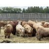 Image 4 : Lesher Lane Enterprises - 890# June Delivery Heifers - 204 Head (Lacombe, AB)