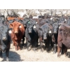 Image 2 : Marsh Ranches Ltd. (Marsh 99 Ranch) - 750# May Delivery Heifers - 140 Head (Southey, SK) VBP+