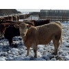 Image 4 : X Bar X Cattle Co. Ltd. - 1036# March/April Delivery Steers - 60 Head (Lomond, AB)