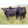 Image 4 : Taylor Enterprises Inc. - 875# September Grass Heifers - 210 Head (Wawota, SK)