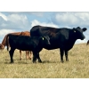 Image 9 : Wilson Grande Coulee Ranch - 600# Sept/Oct Delivery Heifer Calves - 30 Head (East Coulee, AB) VBP+