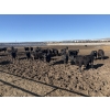 Image 2 : 6U Cattle Company - 70 Black Angus X Replacement Heifers (Manning, AB)