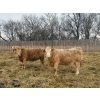 Image 5 : Wayne & Logan Lytwyn - 785# February Delivery Heifers - 75 Head (Winnipegosis, MB)