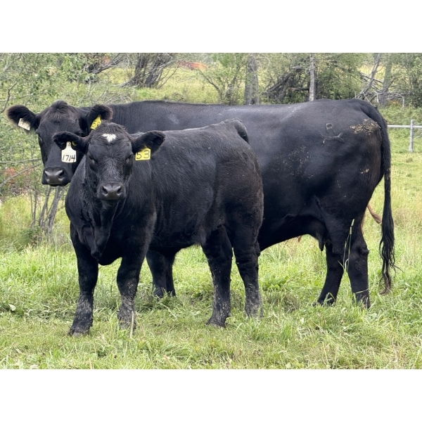 Marcinek Cattle Company - 780# October Delivery Steer Calves - 50 Head (Condor, AB)