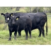 Image 1 : Marcinek Cattle Company - 780# October Delivery Steer Calves - 50 Head (Condor, AB)