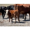 Image 3 : FAB Fabrication - 520# November Delivery Heifer Calves - 115 Head (Burdett, AB)