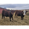 Image 9 : C.O. Johnson & Sons Ranches - 895# February Delivery Steers - 173 Head (Scandia, AB) VBP+