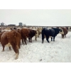 Image 5 : Merrick Campbell Herd Dispersal - 32 Mature Bred Cows (Calahoo, AB) VBP+
