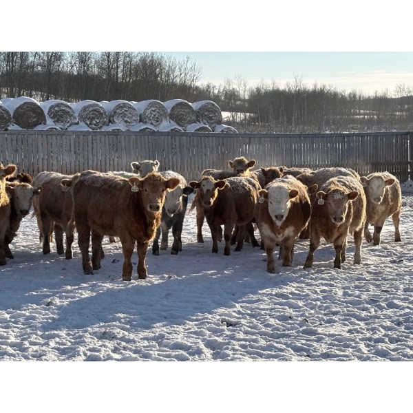 Box Anchor Farms - 930# March Delivery Weaned Heifers - 190 Head (Dewberry, AB)