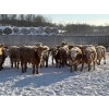 Image 1 : Box Anchor Farms - 930# March Delivery Weaned Heifers - 190 Head (Dewberry, AB)