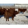 Image 14 : Greg Trewin - 30 RBF/RWF/Red Bred Heifers (Coulter, MB)