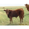 Image 2 : Andrew Ranching - 520# Steer Calves - 90 Head (Rolling Hills, AB)