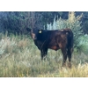 Image 3 : Brad, Kelly & Oliver Deschamps - 430# October Delivery Heifer Calves - 55 Head (Patricia, AB)