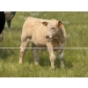 Image 6 : John Bland - 640# October Delivery Steer Calves - 60 Head (Strathmore, AB)