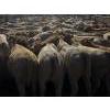 Image 5 : Cody & Brittany, Kirby & Cori Black - 560# October Delivery Steers - 100 Head (Water Valley, AB)