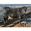 Image 7 : Habraken Farms Ltd. - 860# March Delivery Heifers - 72 Head (Scandia, AB)