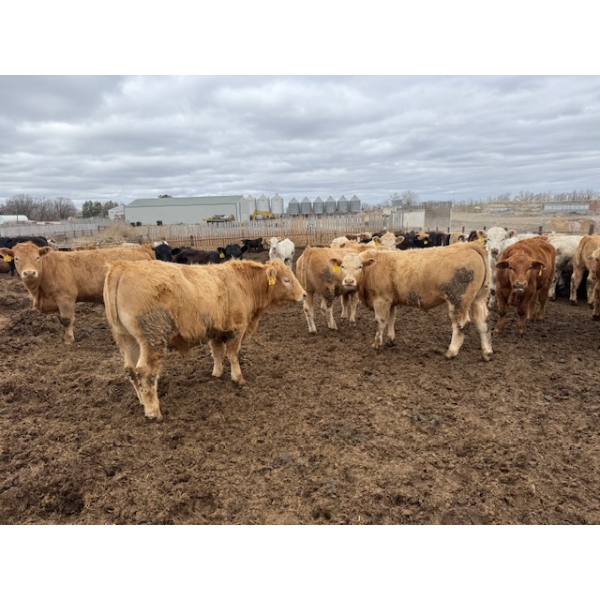 Chipping Hill Cattle Co. - 1075# June Delivery Steers - 228 Head (MacGregor, MB)