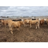 Image 2 : Chipping Hill Cattle Co. - 1050# May Delivery Steers - 174 Head (MacGregor, MB)