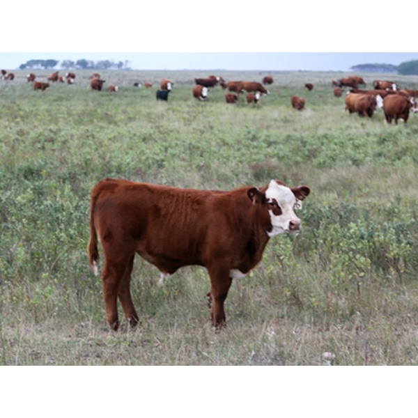 Twisted T Cattle Co. - 500# November Delivery Steer Calves - 110 Head (Carievale, SK)