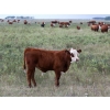 Image 1 : Twisted T Cattle Co. - 500# November Delivery Steer Calves - 110 Head (Carievale, SK)