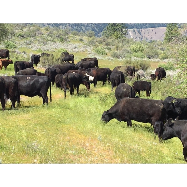 44 Cattle Co./T6 Ranch - 690# November Delivery Steer Calves - 90 Head (OK Falls, BC)