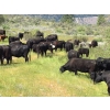 Image 1 : 44 Cattle Co./T6 Ranch - 650# November Delivery Heifer Calves - 90 Head (OK Falls, BC)