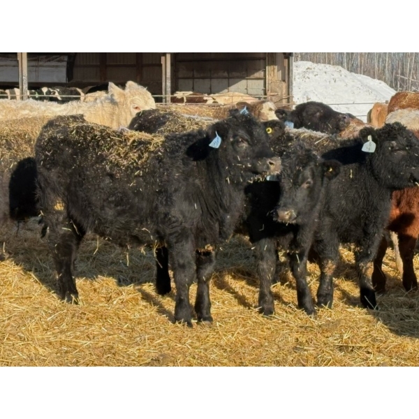 Brandt Boys Beef & Grain - 950# July Steers - 200 Head (Tolstoi, MB)