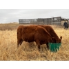 Image 2 : 1911 Farms (Meah & Chad Olsen) - 6 Red Heifers (Pen 721)