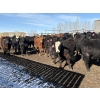 Image 2 : Brian Perillat - 760# March Delivery Steers - 70 Head (Olds, AB)