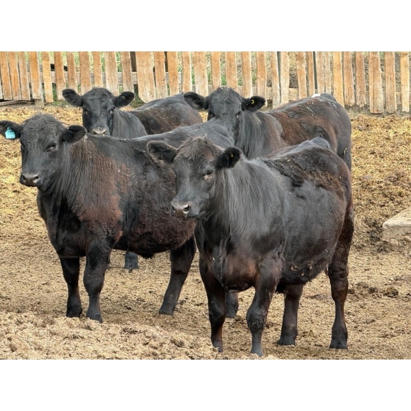 Richard Rosen - 1020# May Delivery Steers - 75 Head (Rainier, AB)