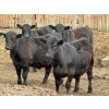 Image 1 : Richard Rosen - 1020# May Delivery Steers - 75 Head (Rainier, AB)