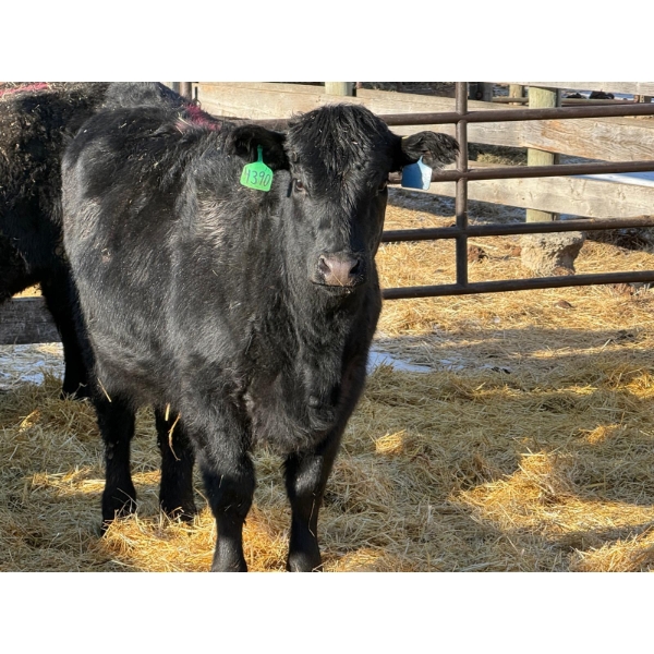 Fox Cattle Co. - 5 Bred Heifers (Pen 414)