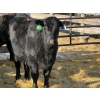 Image 1 : Fox Cattle Co. - 5 Bred Heifers (Pen 414)
