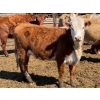 Image 15 : Dennis Bjelland - 975# May Delivery Heifers - 45 Head (Patricia, AB)
