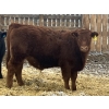 Image 7 : Hawk Ranching - 970# March Delivery Steers - 65 Head (Parkland, AB)