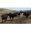 Image 6 : Bryan Ranch Ltd. - 750# May Delivery Heifers - 82 Head (Maple Creek, SK)
