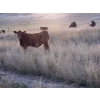 Image 6 : Shane Stammers - 590# November Delivery Steer Calves - 100 Head (Oyen, AB)
